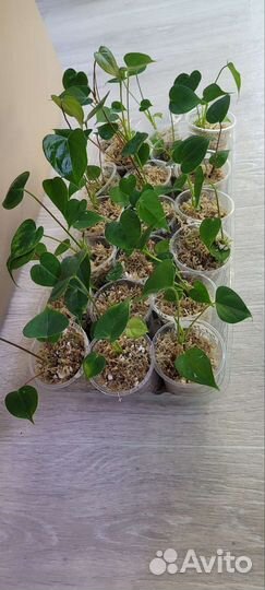 Антуриум(сеянцы Рубенс+Текила)