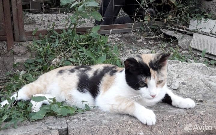 Кошка в дар