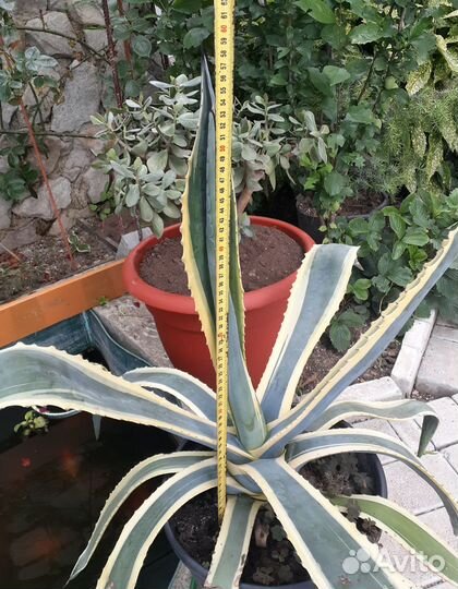 Агава, растения для дома и сада