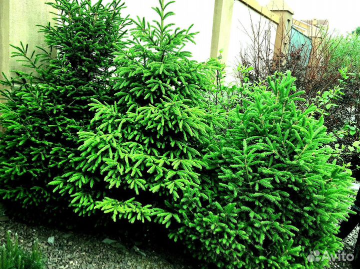 Ель Голубая из питомника с доставкой