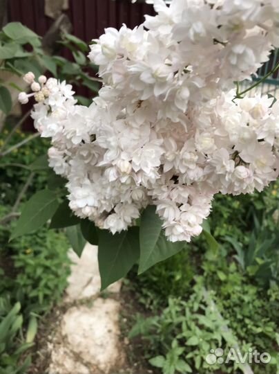 Сирень Красавица Москвы