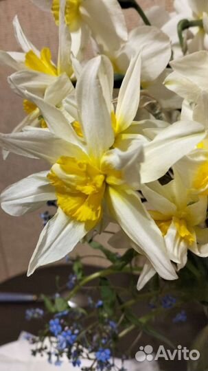 Луковицы нарциссов