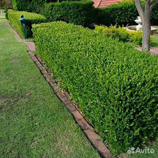 Самшит вечнозеленый