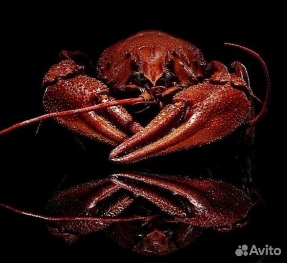 Раки речные