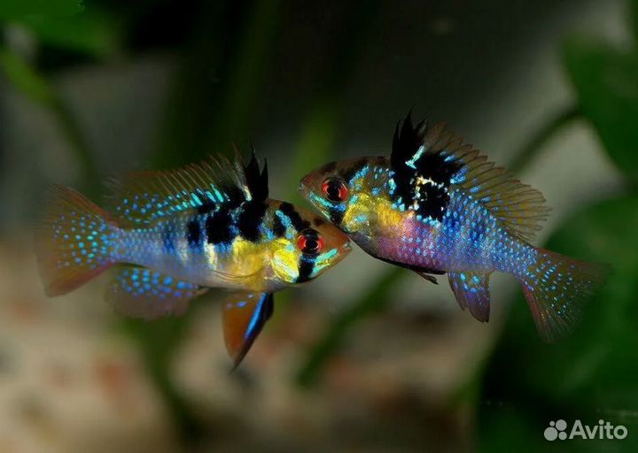 Апистограмма рамерези