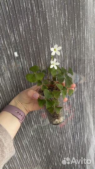 Кислица оксалис