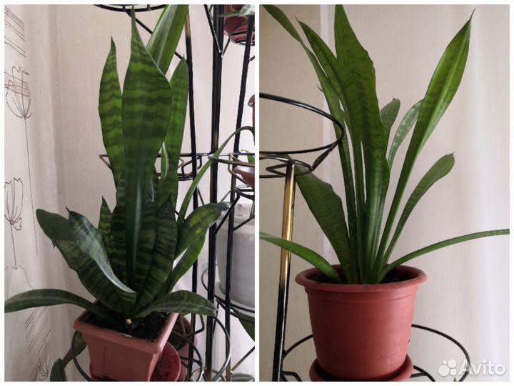 Сансевиерия