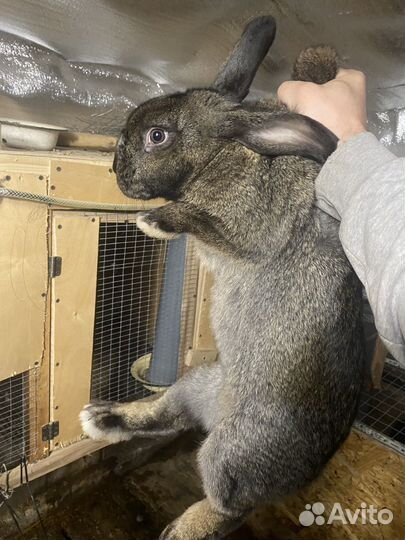 Продам кроликов