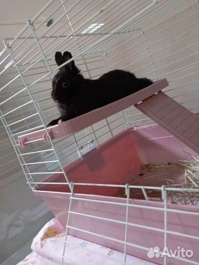 Передержка кроликов птиц грызунов