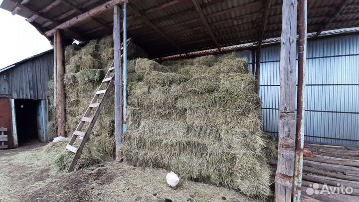 Сено в кипах