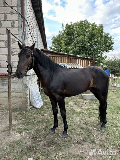 Карачаевский жеребец