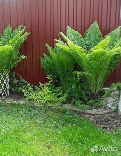 Папоротник садовый