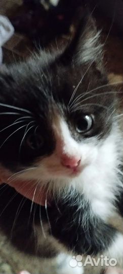 Котята в дар