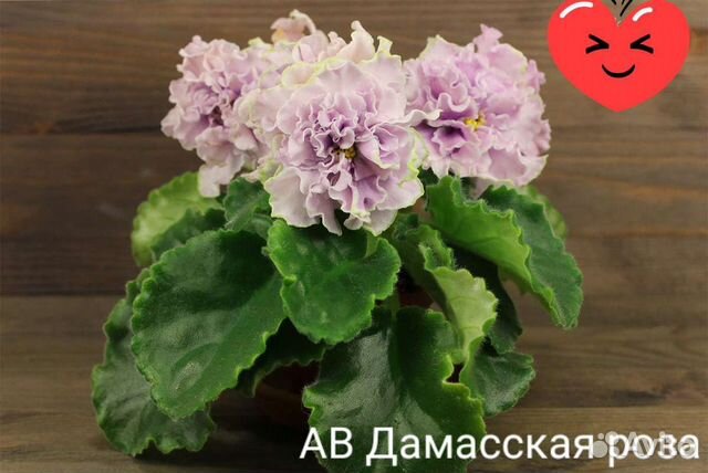 Сортовые фиалки