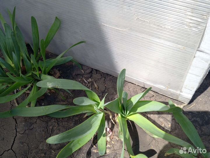 Лук (слизун).и батун