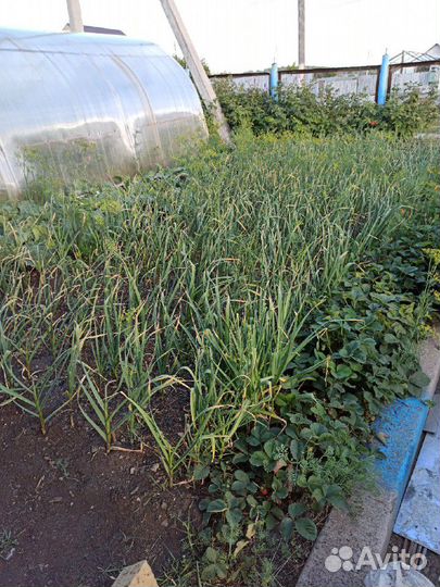 Чеснок озимый из деревни