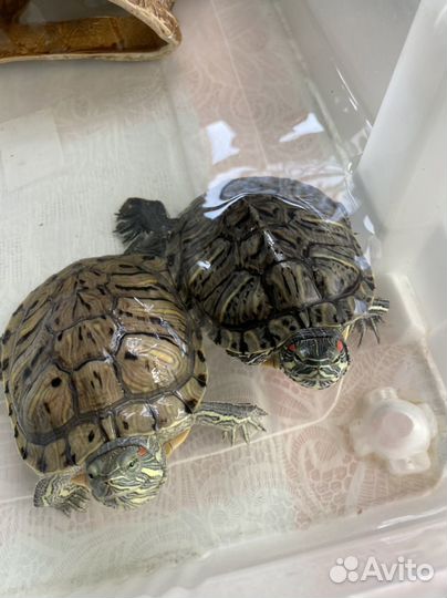 Водные черепахи