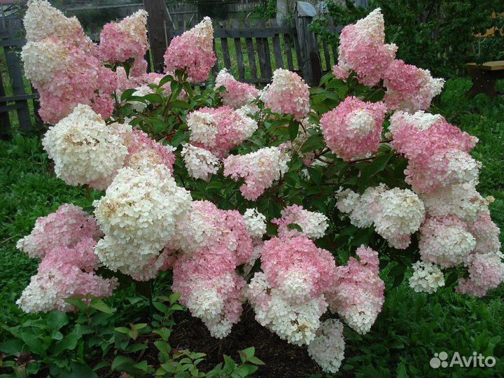 Декоративные кустарники