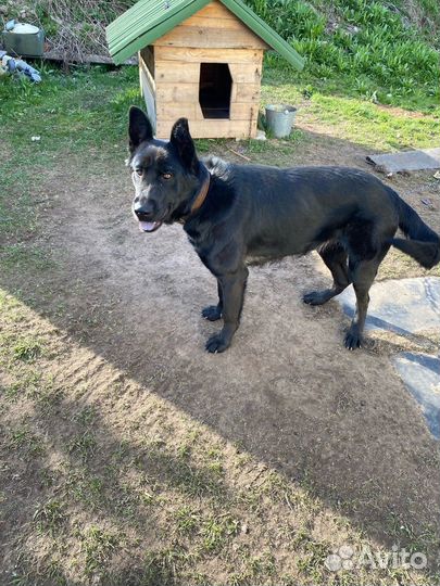 Собака в добрые руки отдам бесплатно