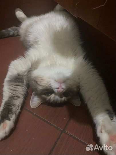 Отдам в добрые руки кошку