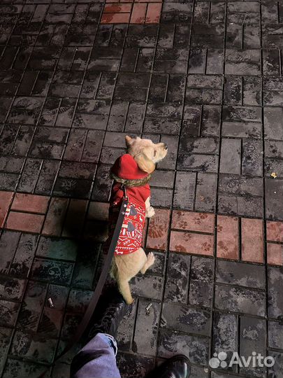 Жилетка для маленьких собак