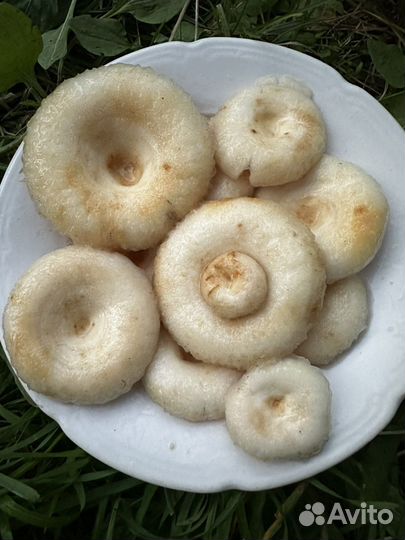 Грибы грузди соленые