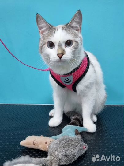 Груминг кошек