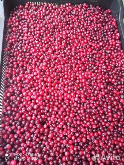 Клюква свежая