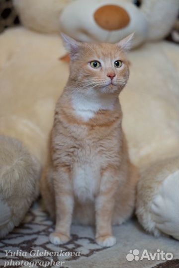 Котик Пирожок - ищет дом