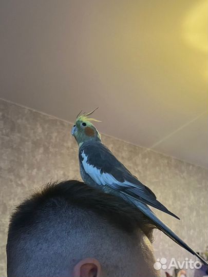 Передержка животных (птицы, грызуны, кошки)