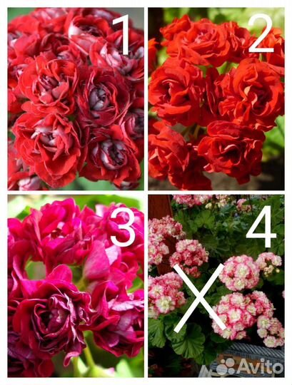 Герани- отводки от 50, есть другие растения