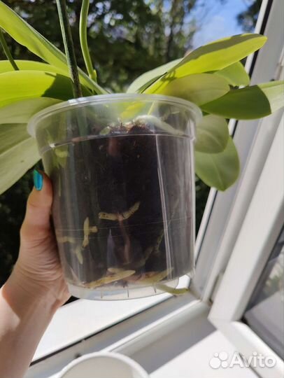 Орхидея фаленопсис Лиодоро