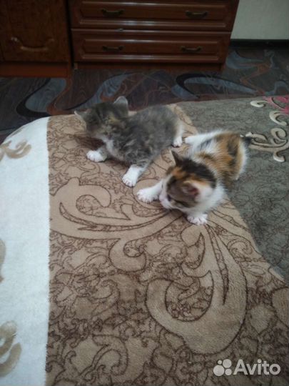 Кошки бесплатно