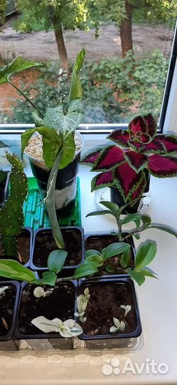 Комнатные растения обмен