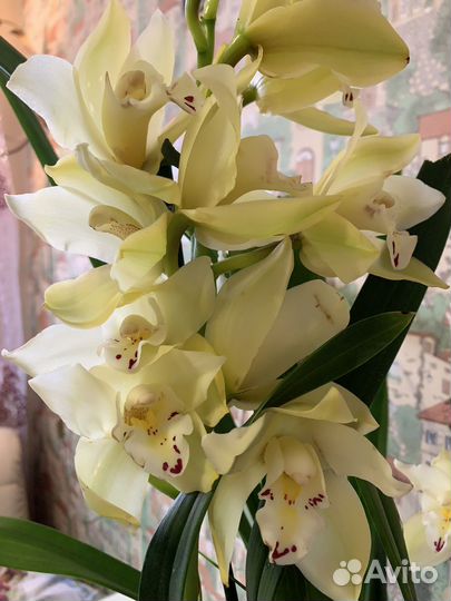 Орхидея цимбидиум