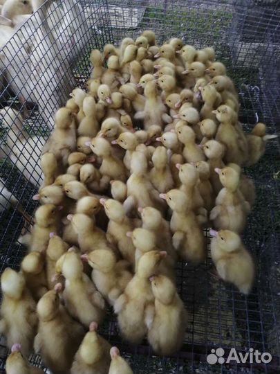 Утята, Бройлер, Мулард