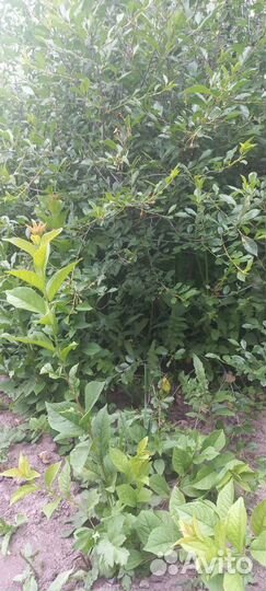 Саженцы вишни,сливы,ирги,малины,крыжовника