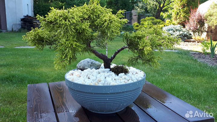 Бонсай садовый