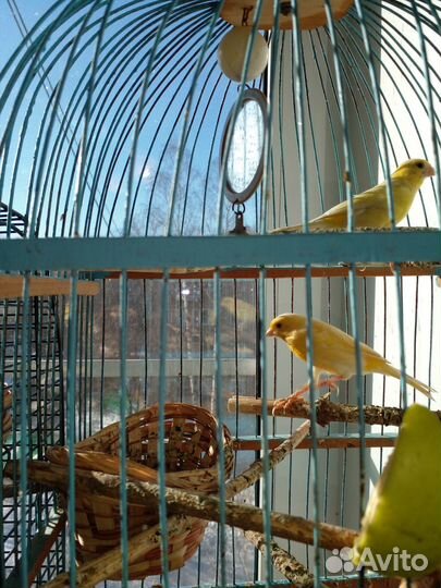 Кенар и кенарки