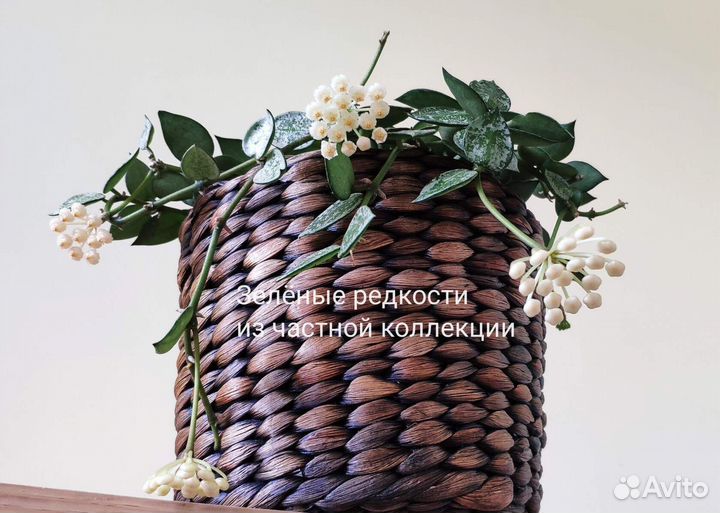 Хойя Лакуноза Эскимо