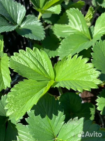 Рассада клубники