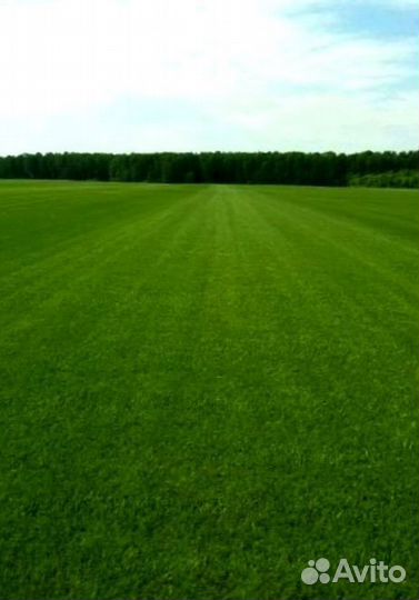 Рулонный газон