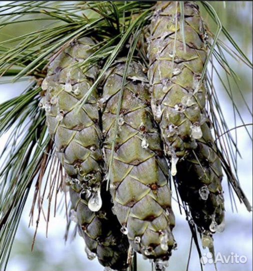 Сосна Веймутова