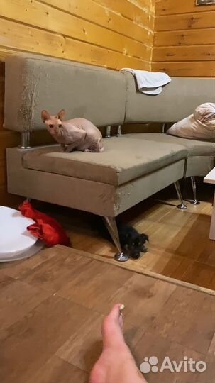 Маленький охранник в дар