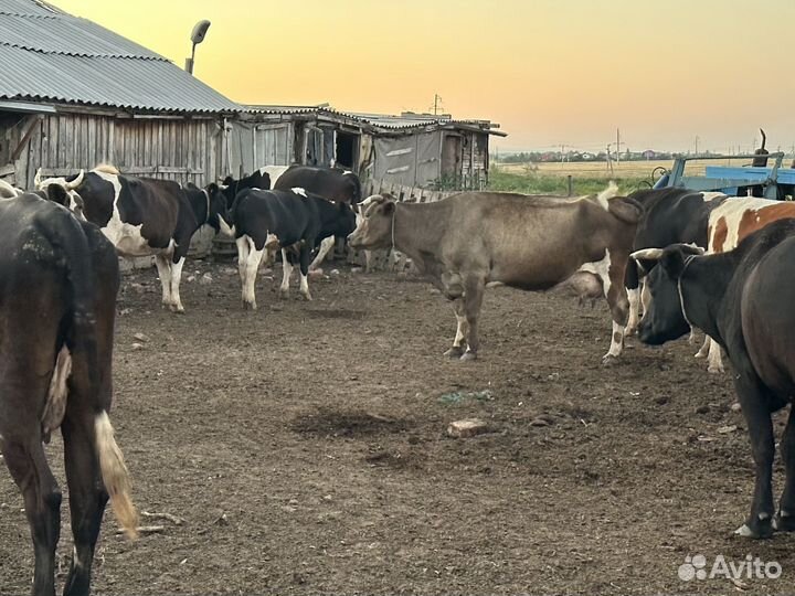 Корова дойные