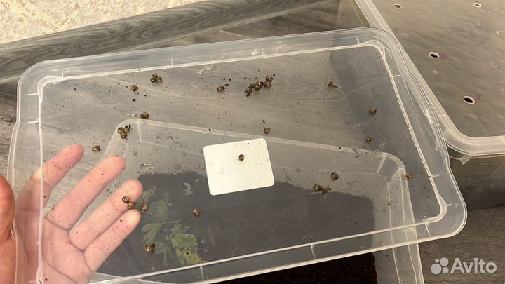 Улитки ахатины