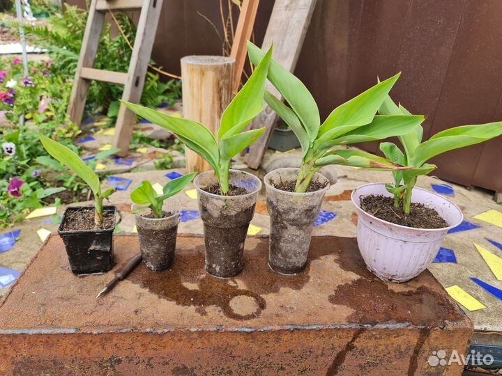 Канна цветок