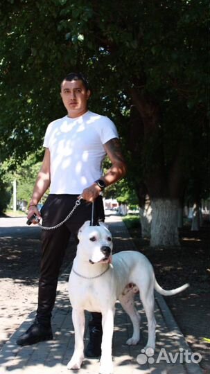 Вязка Аргентинский Дог