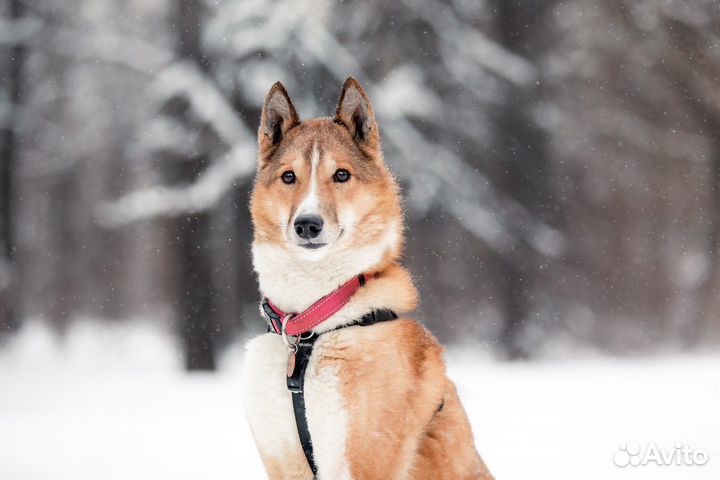 Собака в добрые руки, бесплатно, собака в дар