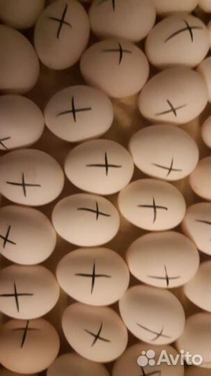 Инкубационное яйцо от породных кур